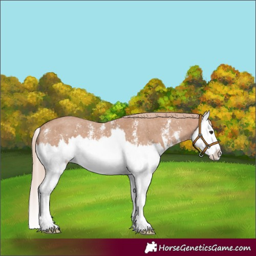 Horse Color:Chestnut Sabino Splash Appaloosa 