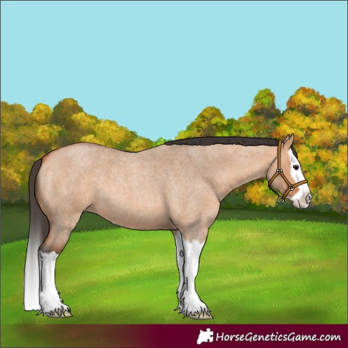 Horse Color:Bay Roan Dun Splash 