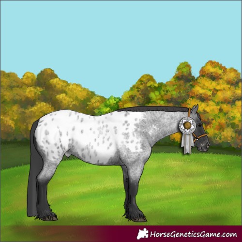 Horse Color:Blue Roan Appaloosa 
