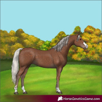 Horse Color:Silver Black