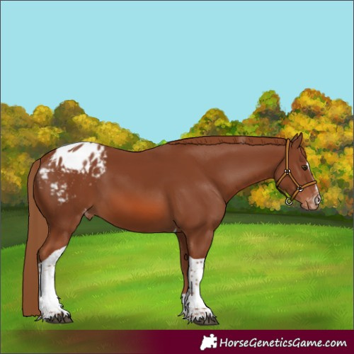 Horse Color:Chestnut Sabino Tobiano Appaloosa 