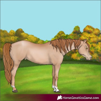 Horse Color:Chestnut Pearl 