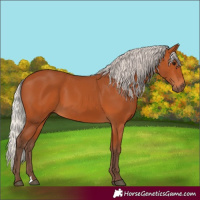 Horse Color:Silver Bay 