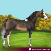 Horse Color:Buckskin Splash 