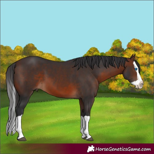 Horse Color:Brown Splash