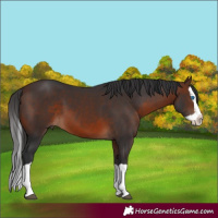 Horse Color:Brown Splash