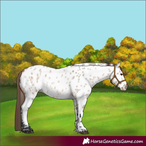 Horse Color:Bay Roan Dun Appaloosa Rabicano 