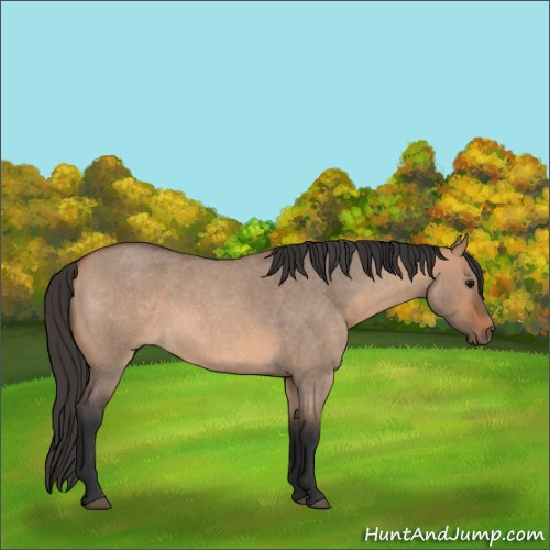 Horse Color:Bay Roan Dun 