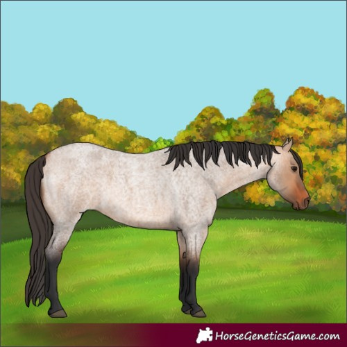 Horse Color:Bay Roan Dun 