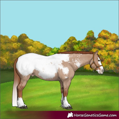 Horse Color:Red Dun Roan Sabino Splash Appaloosa 