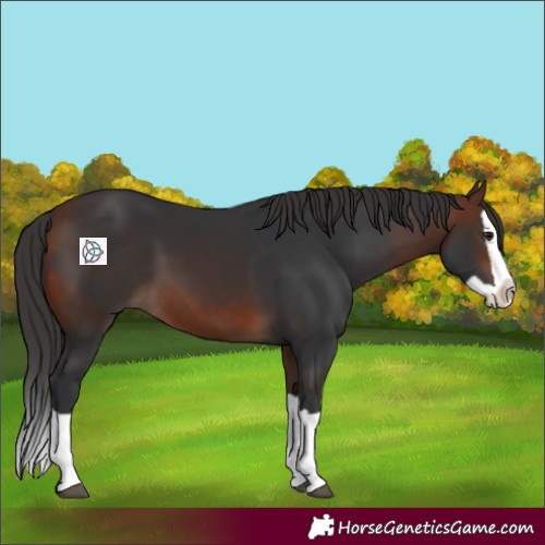 Horse Color:Bay Splash 