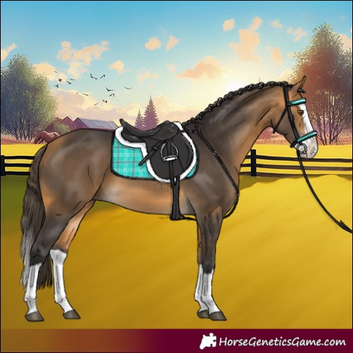 Horse Color:Buckskin Splash 