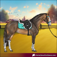 Horse Color:Buckskin Splash 