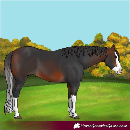 Horse Color:Bay Splash 