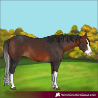 Horse Color:Bay Splash