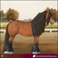 Horse Color:Bay 