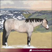 Horse Color:Brown Roan Dun  and Brown Roan Dun 