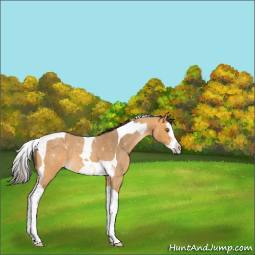 Horse Color:Buckskin Roan Splash Tobiano 