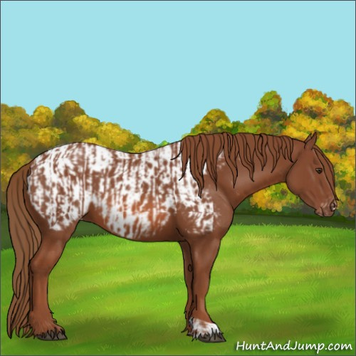 Horse Color:Chestnut  and Chestnut Appaloosa 