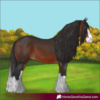 Horse Color:Bay Splash 