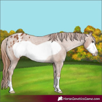 Horse Color:Chestnut Frame Appaloosa 
