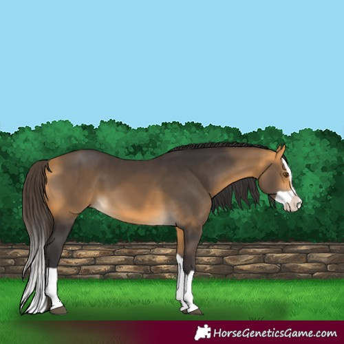 Horse Color:Buckskin Splash 