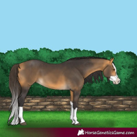 Horse Color:Buckskin Splash 