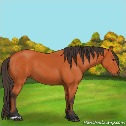 Horse Color:Bay 