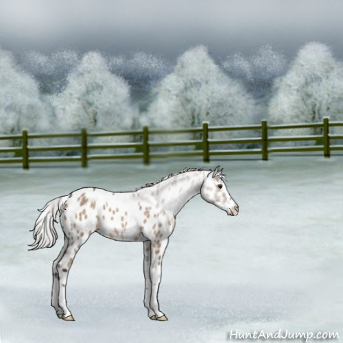 Horse Color:Silver Brown Dun Sabino Tobiano Leopard 