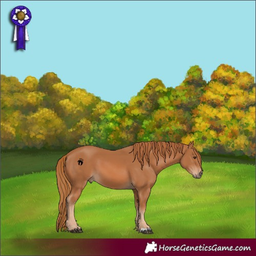 Horse Color:Chestnut 
