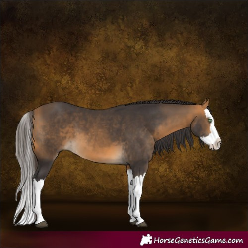 Horse Color:Buckskin Splash 