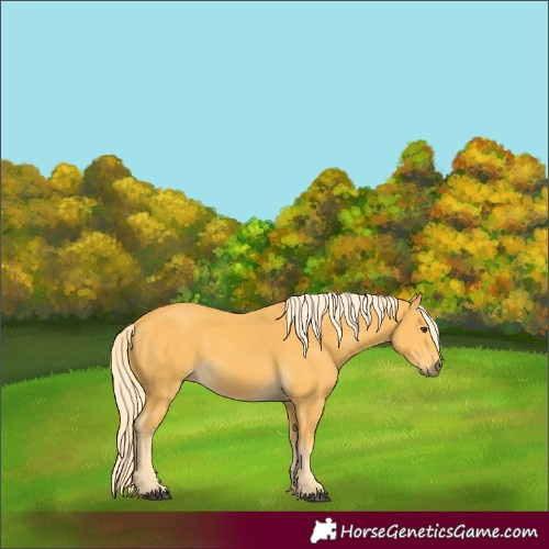 Horse Color:Palomino 