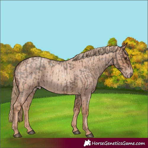 Horse Color:Chocolate Palomino Roan  and Gold Champagne Roan 