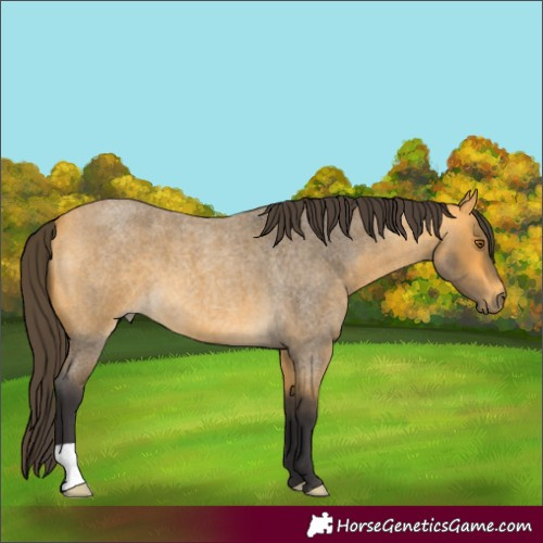 Horse Color:Buckskin Roan 
