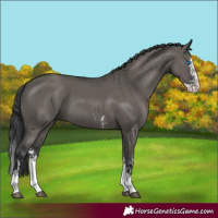 Horse Color:Grullo Sabino Splash  and Grullo Sabino Splash 
