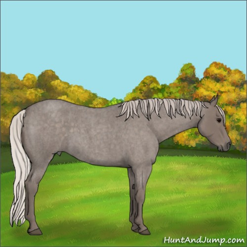 Horse Color:Silver Blue Roan Sabino 
