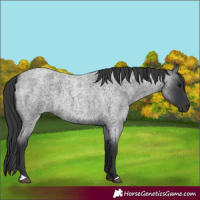 Horse Color:Blue Roan 