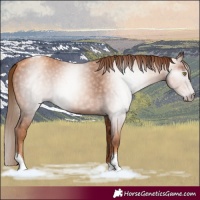 Horse Color:Gray Gold Champagne Tobiano
