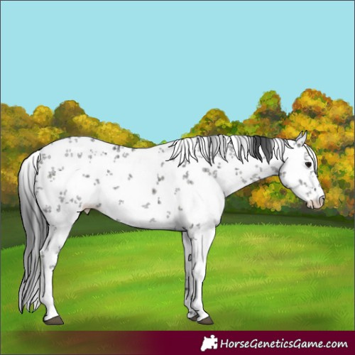 Horse Color:Black Sabino 