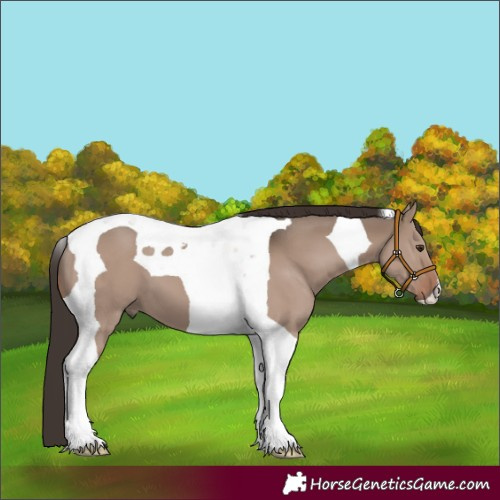 Horse Color:Liver Red Dun Tobiano 