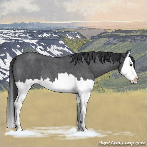 Horse Color:Blue Roan Splash 