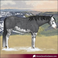 Horse Color:Blue Roan Sabino Splash  and Blue Roan Sabino Splash 