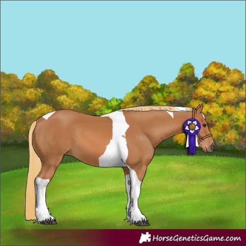 Horse Color:Chestnut Tobiano 