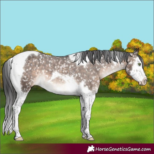 Horse Color:Brown Dun Mushroom Splash Tobiano Appaloosa