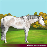 Horse Color:Brown Dun Mushroom Splash Tobiano Appaloosa 