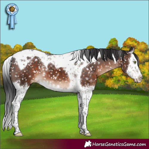 Horse Color:Brown Mushroom Splash Tobiano Snowflake Varnish