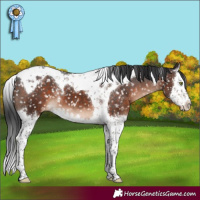 Horse Color:Brown Mushroom Splash Tobiano Appaloosa