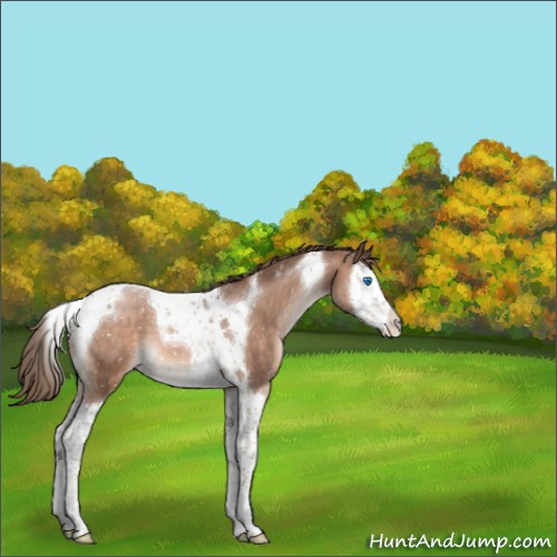 Horse Color:Brown Pearl Mushroom Splash Tobiano Appaloosa 