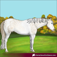 Horse Color:Buckskin Pearl Mushroom Splash Tobiano Appaloosa 