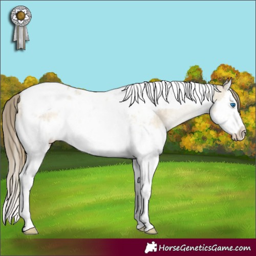 Horse Color:Buckskin Pearl Dun Splash Tobiano Appaloosa 